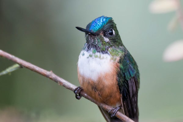 Ecuador Hummingbirds | Julie Horton Photography